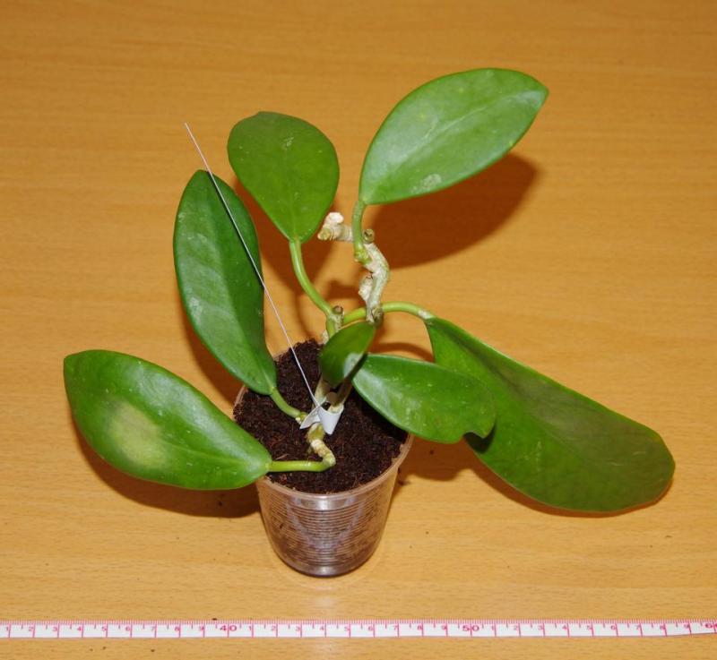 Hoya diversifolia Borneo