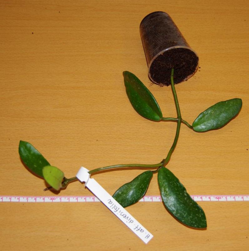 Hoya aff diversifolia