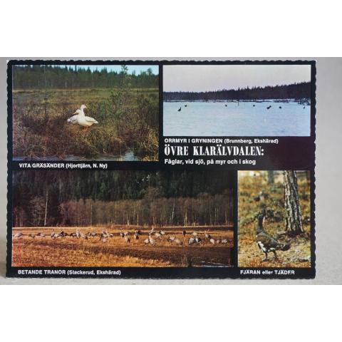 Fåglar vid sjö myr och i skog Övre Klarälvdalen Värmland Oskrivet äldre vykort