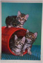 Kattungar - äldre oskrivet vykort - Color