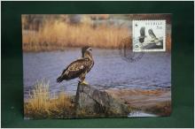Havsörn - Oskrivet Vykort med fin stämpel på Skydda våra Fåglar 5.50 frimärke på framsidan - Maximikort nr: 80