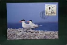 Skräntärna  - Oskrivet Vykort med fin stämpel på Skydda våra Fåglar 5.50 frimärke på framsidan - Maximikort nr: 79