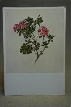 Blomstermålning  - Gammalt vykort på en målning av Moritz Michael Daffinger