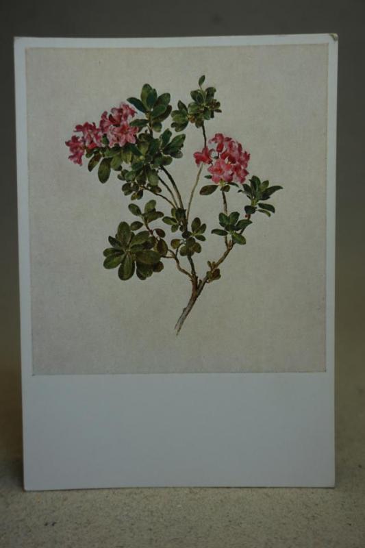 Blomstermålning  - Gammalt vykort på en målning av Moritz Michael Daffinger