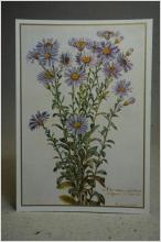 Blommor Aster  - Gammalt vykort från en målning av Nicolas Robert