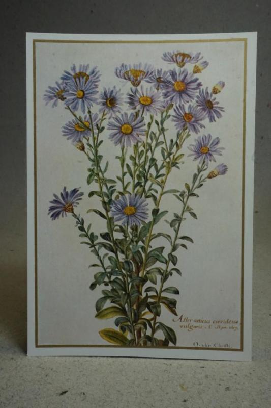 Blommor Aster  - Gammalt vykort från en målning av Nicolas Robert