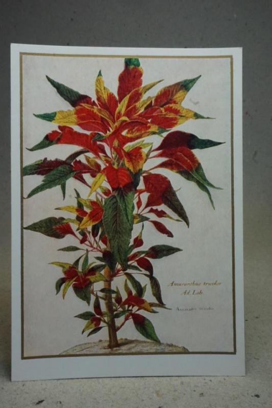 Blommor - Gammalt vykort från en målning av Nicolas Robert