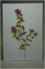 Blommor - Gammalt vykort från en målning av Moritz Michael Daffinger