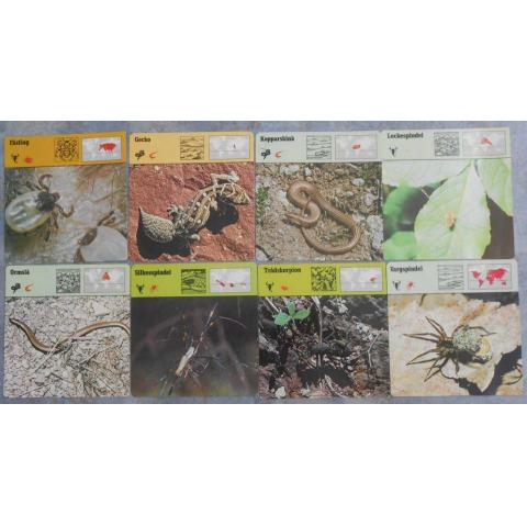 Editions Rencontre; 8 st kort spindeldjur, ödlor, skorpioner