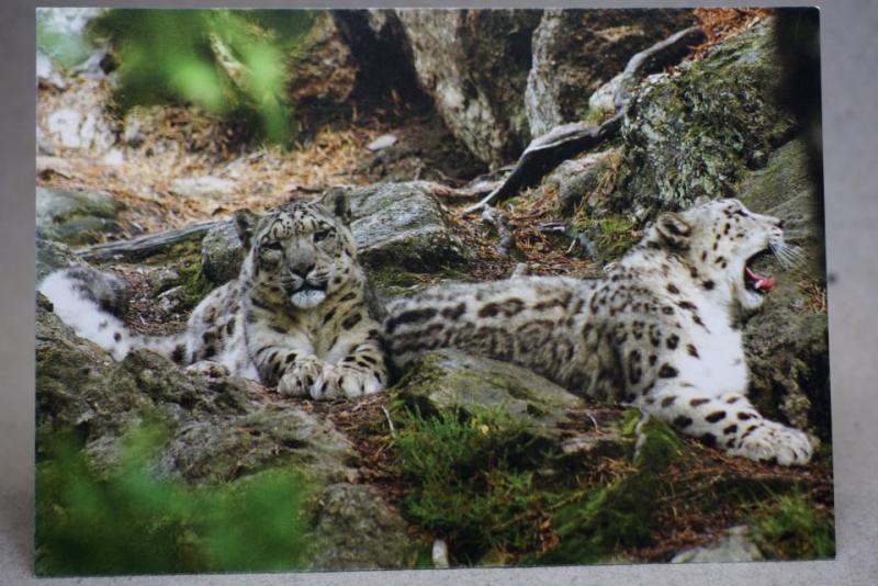 Snöleopard - oskrivet vykort -  Nordens Ark