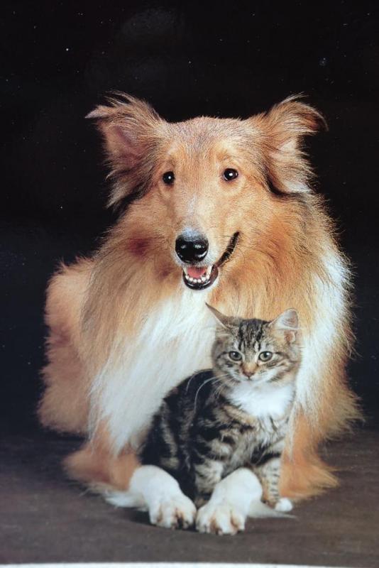 Collie - Hund och Katt i dubbelvikt kort  - skrivet äldre kort