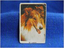 Filmstjärna - 38 Lassie