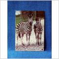 Vykort - Zebra - 2 Fina Zebror