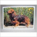 vykort - Hund - L�ngh�rig Tax