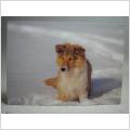 Vykort - Hund i snö