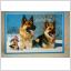 Schäfer Hundar Maximi vykort med fin stämpel på 2 frimärken
