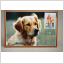 Golden retriever Hundar Maximi vykort med fin stämpel på 2 frimärken