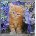 Kattkalender 2023