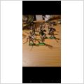 12 riddare